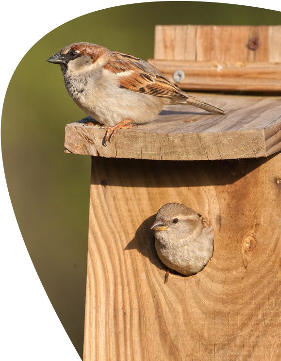 Sparrowson Birdhouse