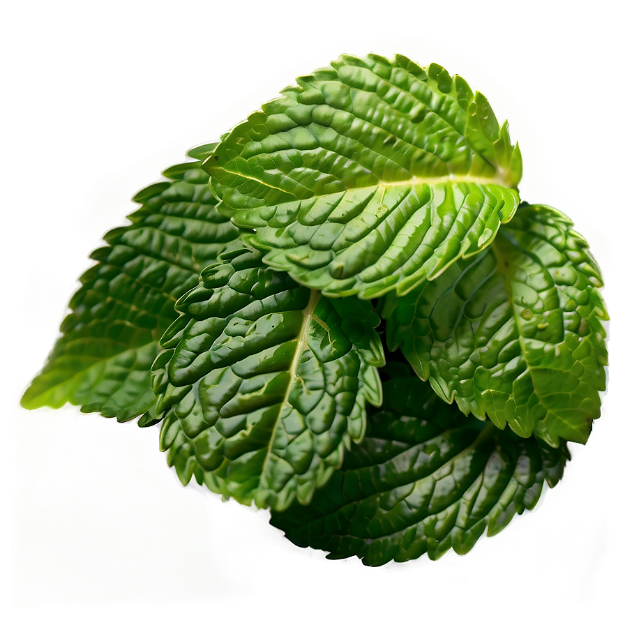 Spearmint Leaf Png 77