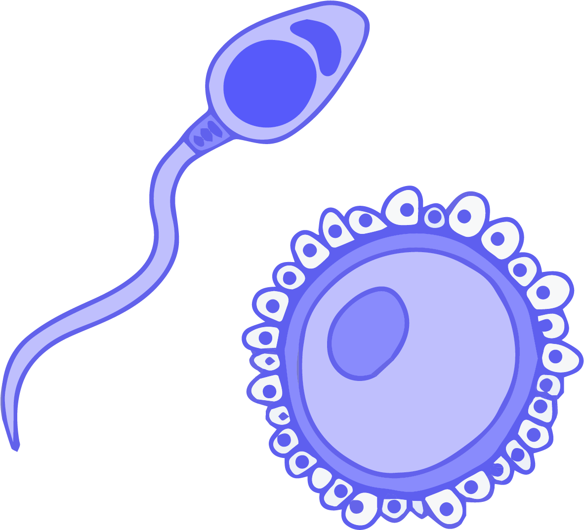 Sperm Approaching Egg Illustration