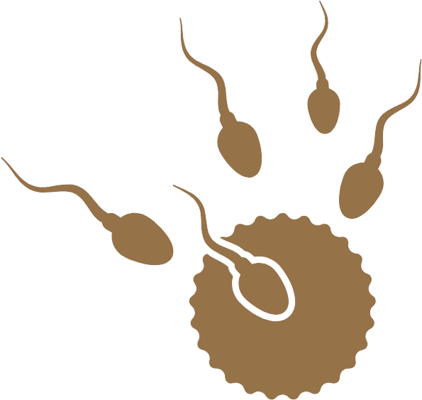 Sperm Approaching Ovum Illustration