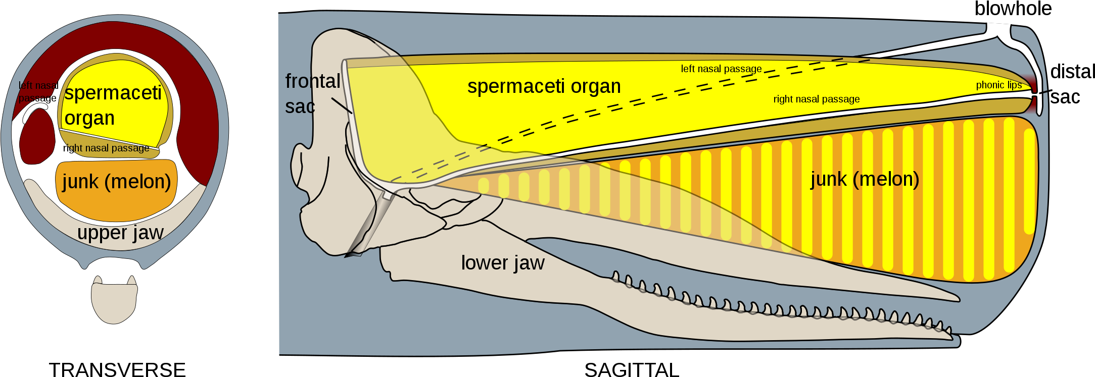 Sperm_ Whale_ Head_ Anatomy