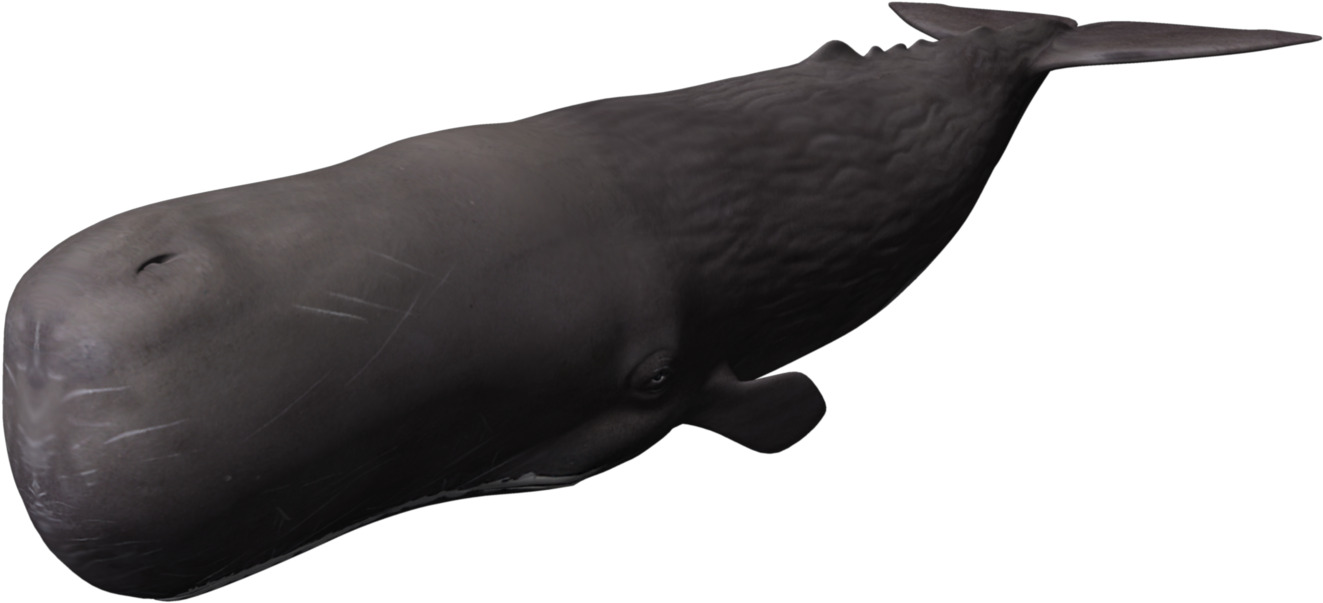 Sperm Whale Illustration