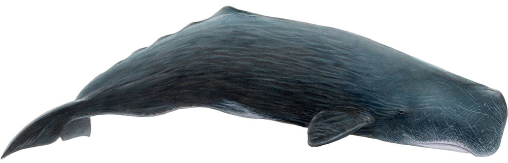 Sperm Whale Side View.png