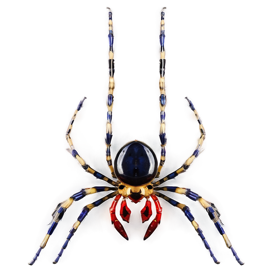 Spider Graphic Png 57