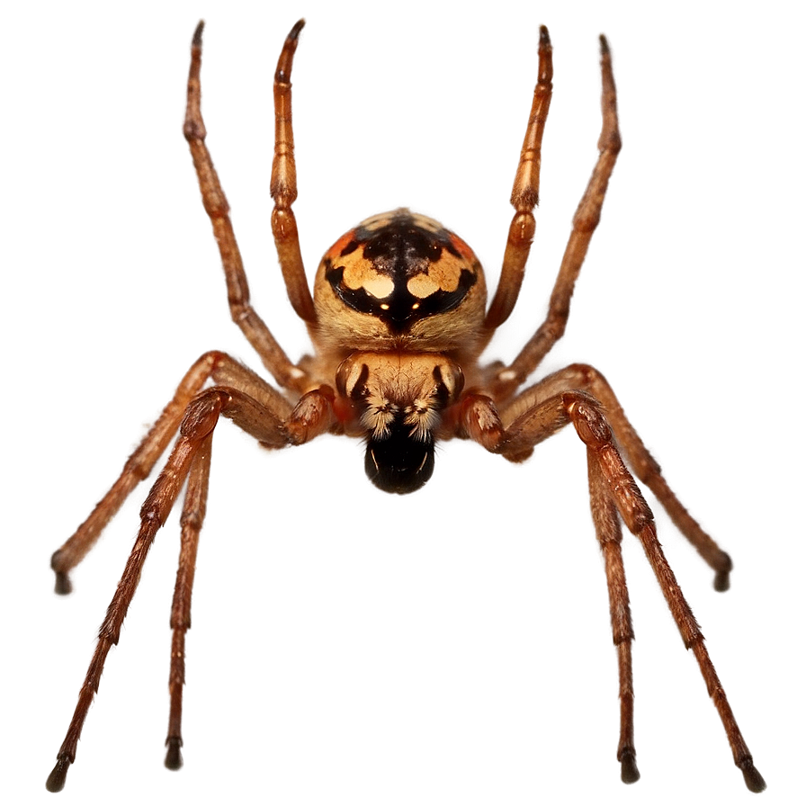 Spider In Dark Png Qpt22