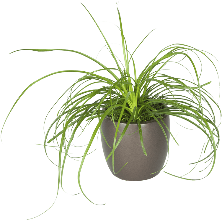 Spider Plantin Grey Pot