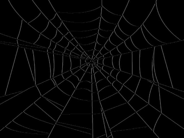 Spider Web Silhouette