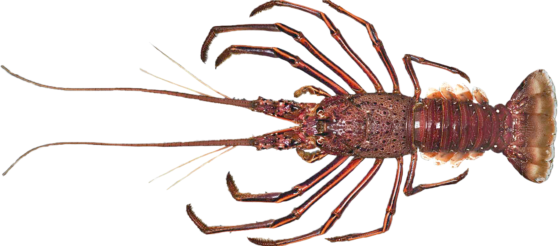 Spiny Lobster Transparent Background