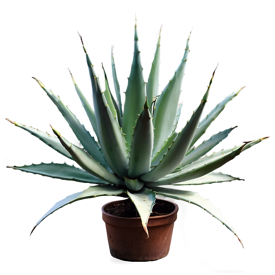 Spiral Agave Plant Png 06282024