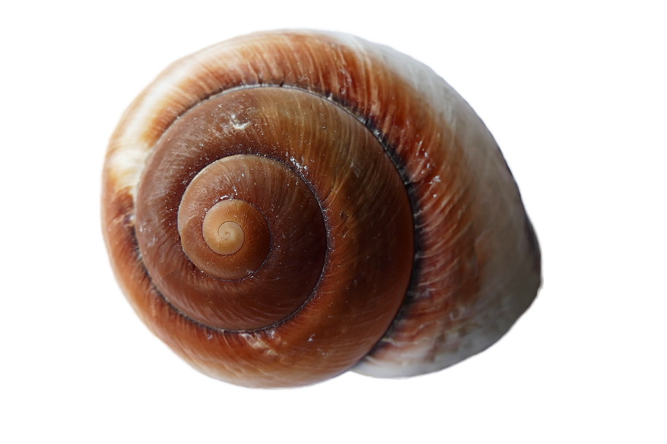 Spiral Brown Seashell Isolated