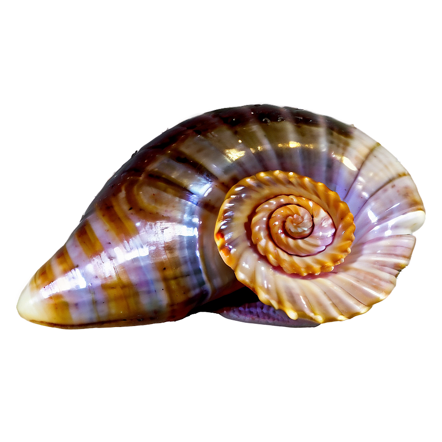 Spiral Sea Shell Png 05212024