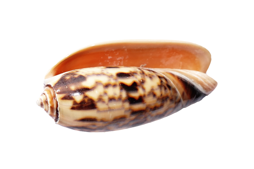 Spiral Seashell Isolated