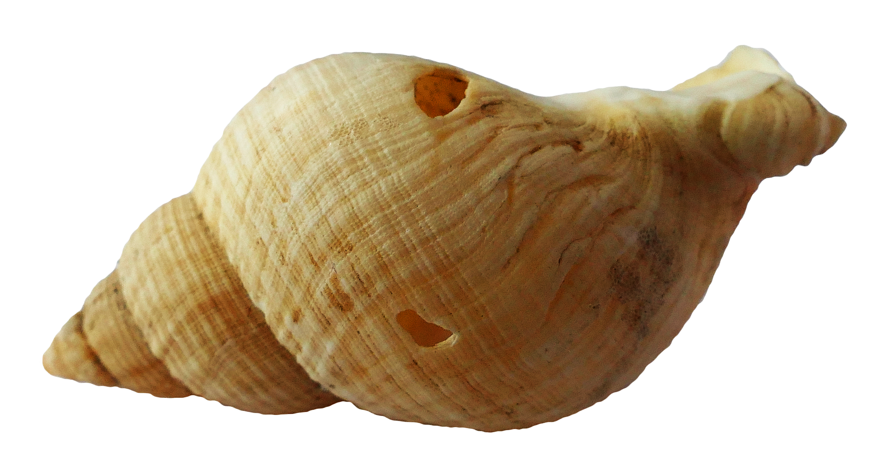 Spiral Seashell Isolated