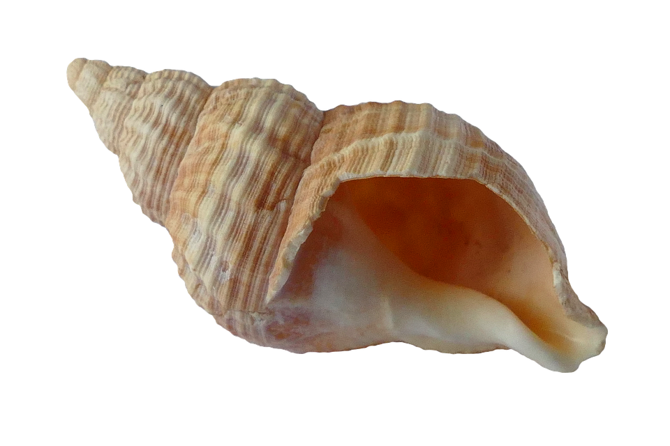 Spiral Seashell Isolated