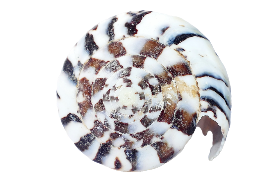 Spiral Seashell Pattern