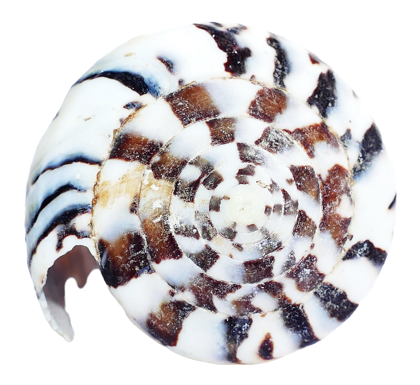 Spiral Seashell Pattern