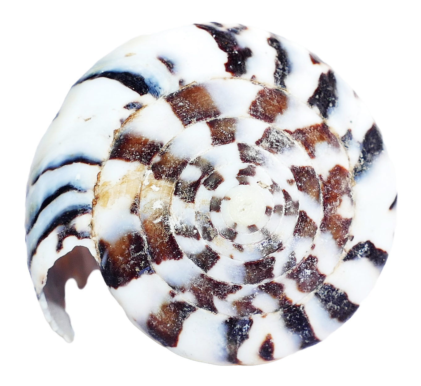 Spiral Seashell Pattern.png