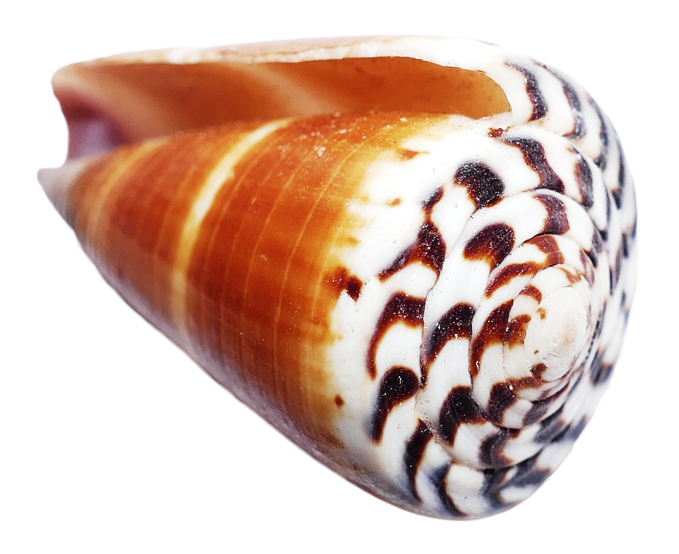 Spiral Seashell Patterns