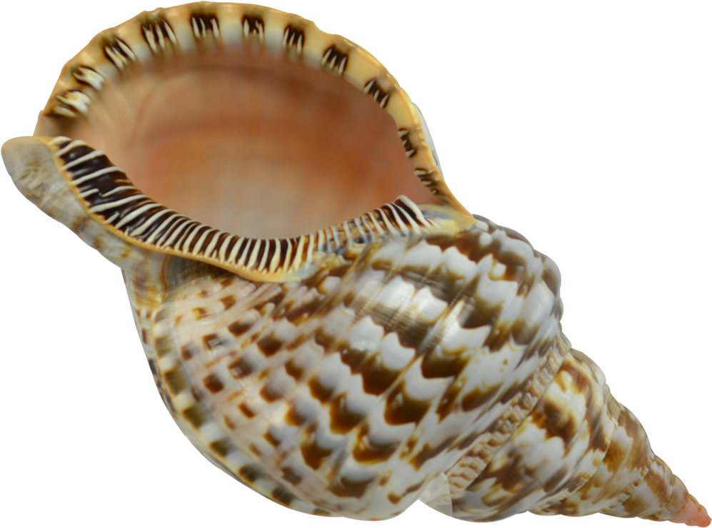 Spiral Seashell Patterns.png