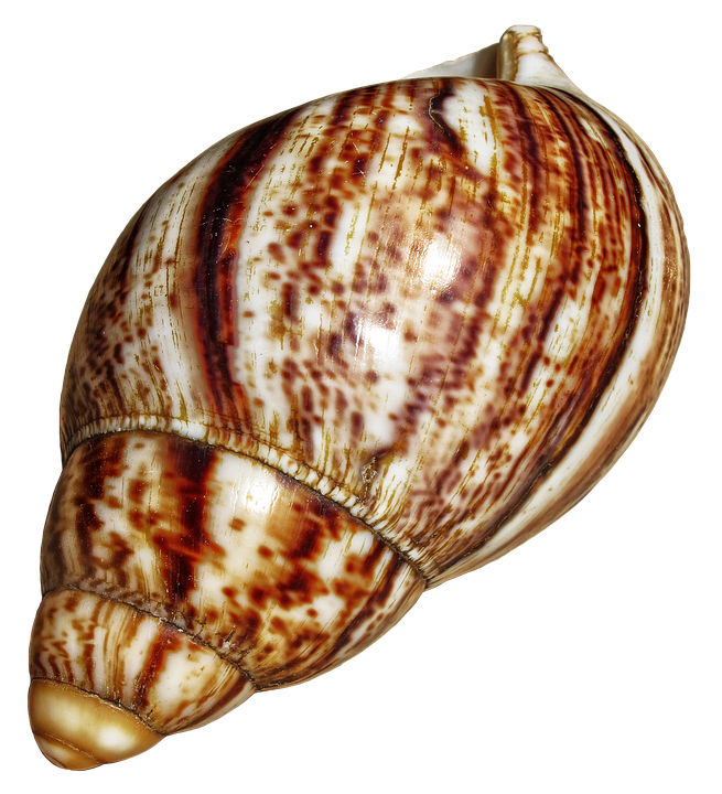 Spiraled Brown Seashell