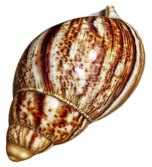 Spiraled Marine Shell