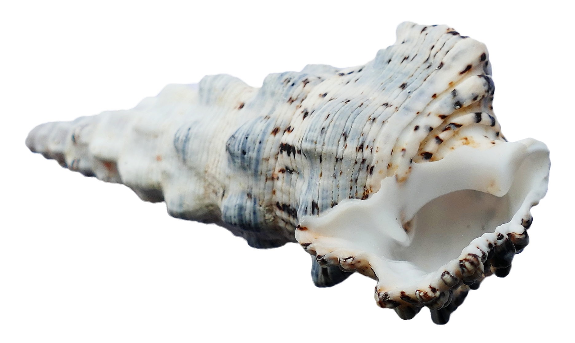 Spiraled Sea Shell Isolated