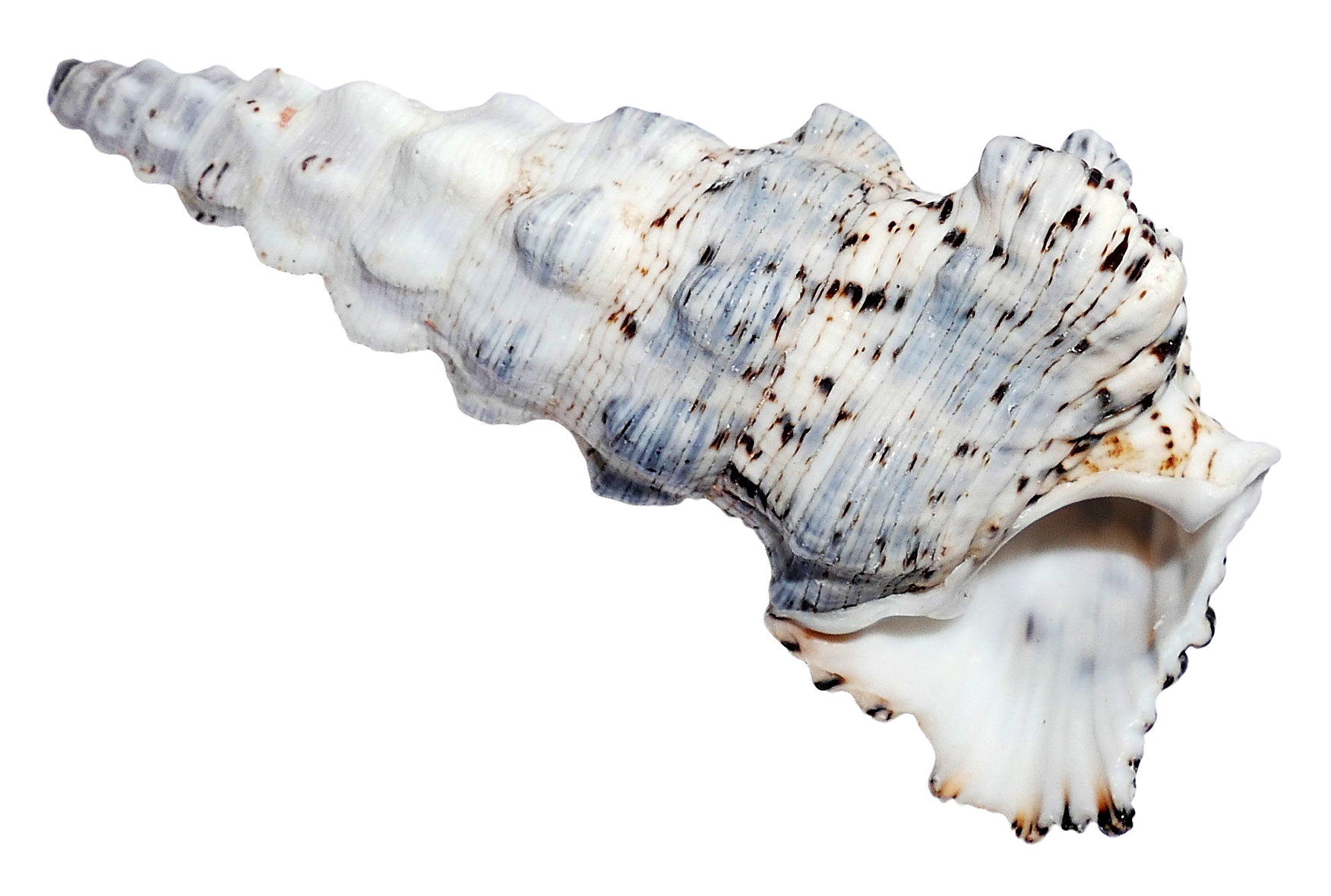 Spiraled Sea Shell Isolated