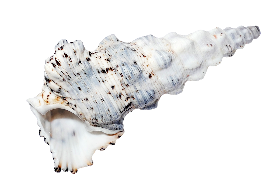 Spiraled Sea Shell Isolated