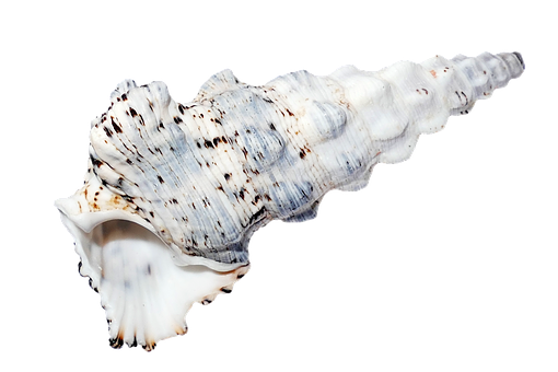 Spiraled Sea Shellon Black Background