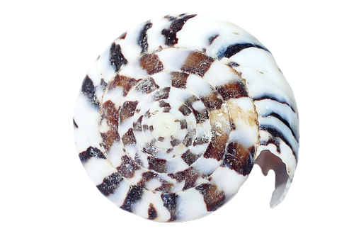 Spiraled Seashell Black White Pattern