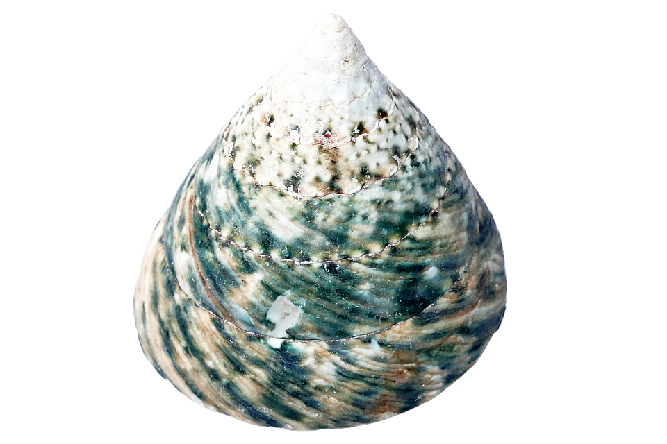 Spiraled Seashell Texture