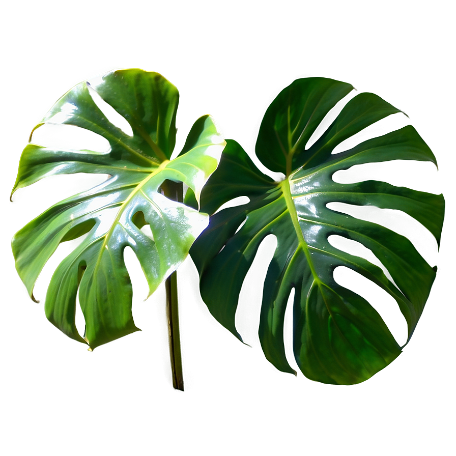 Split Leaf Philodendron Png 05232024