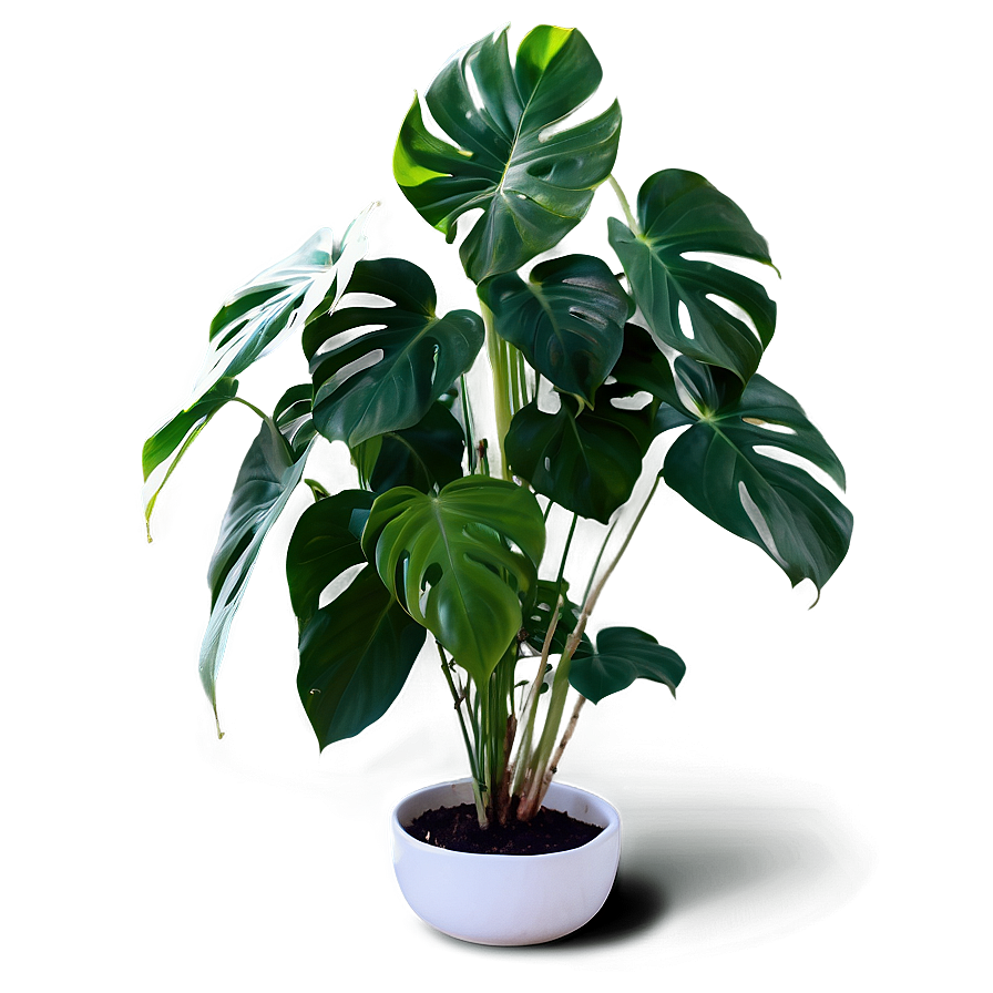 Split Leaf Philodendron Png 05232024