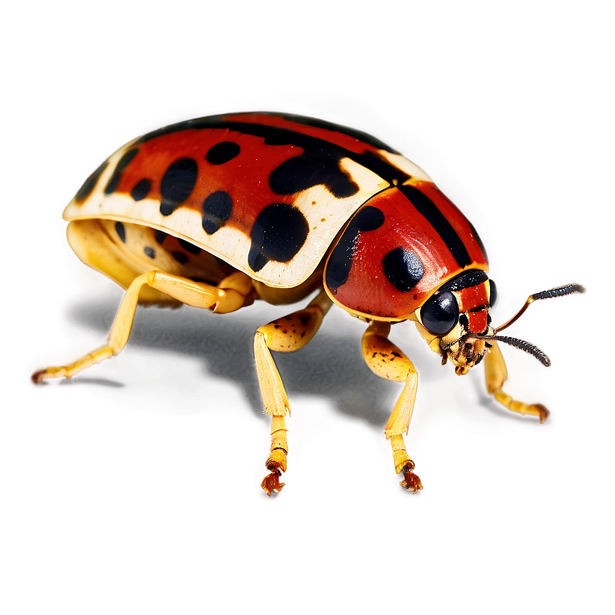 Spotted Bug Png 87