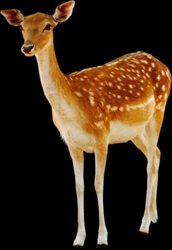 Spotted Deer Standing Black Background.jpg