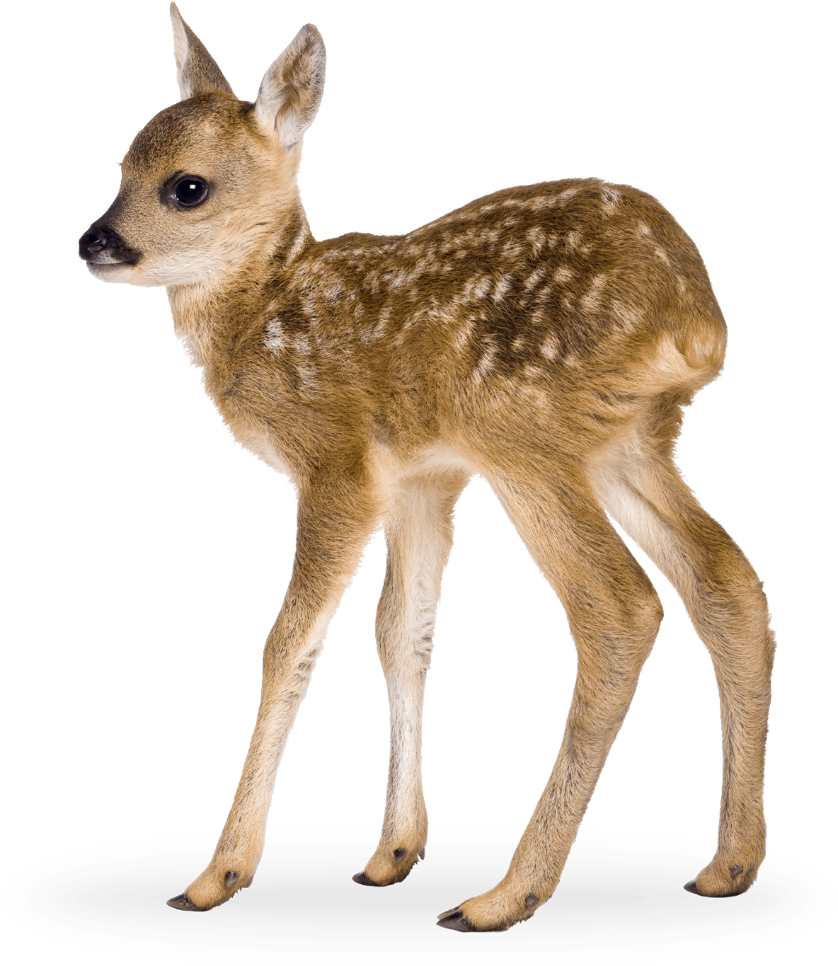 Spotted Fawn Standing Transparent Background.png
