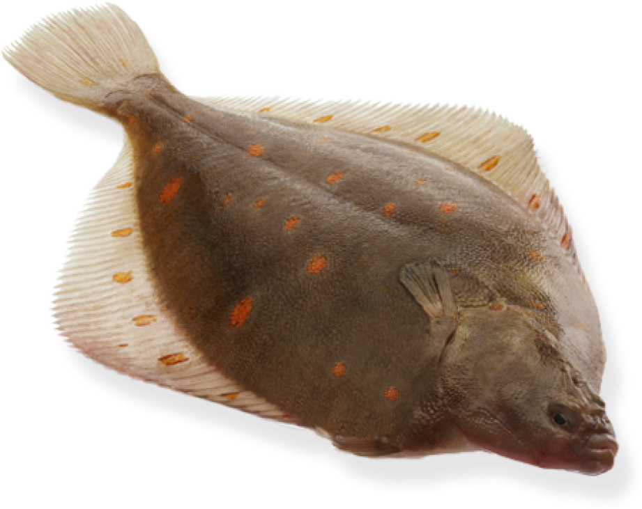 Spotted Flounder Fish