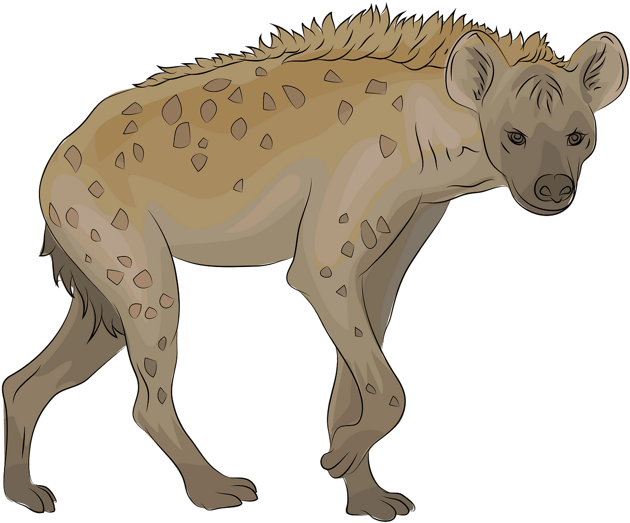 Spotted Hyena Illustration