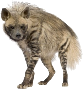 Spotted Hyena Standing Transparent Background.png