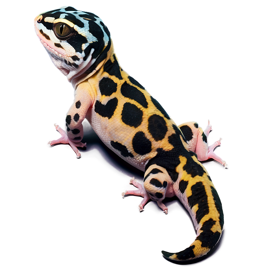 Spotted Leopard Gecko Png 06202024