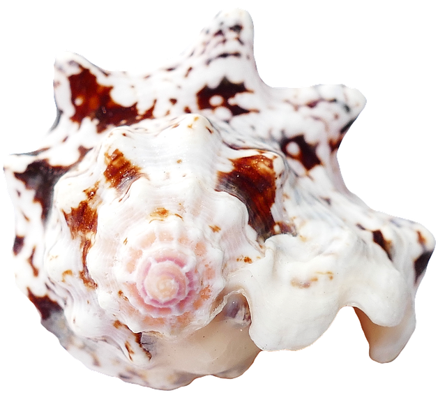 Spotted Marine Seashell.png