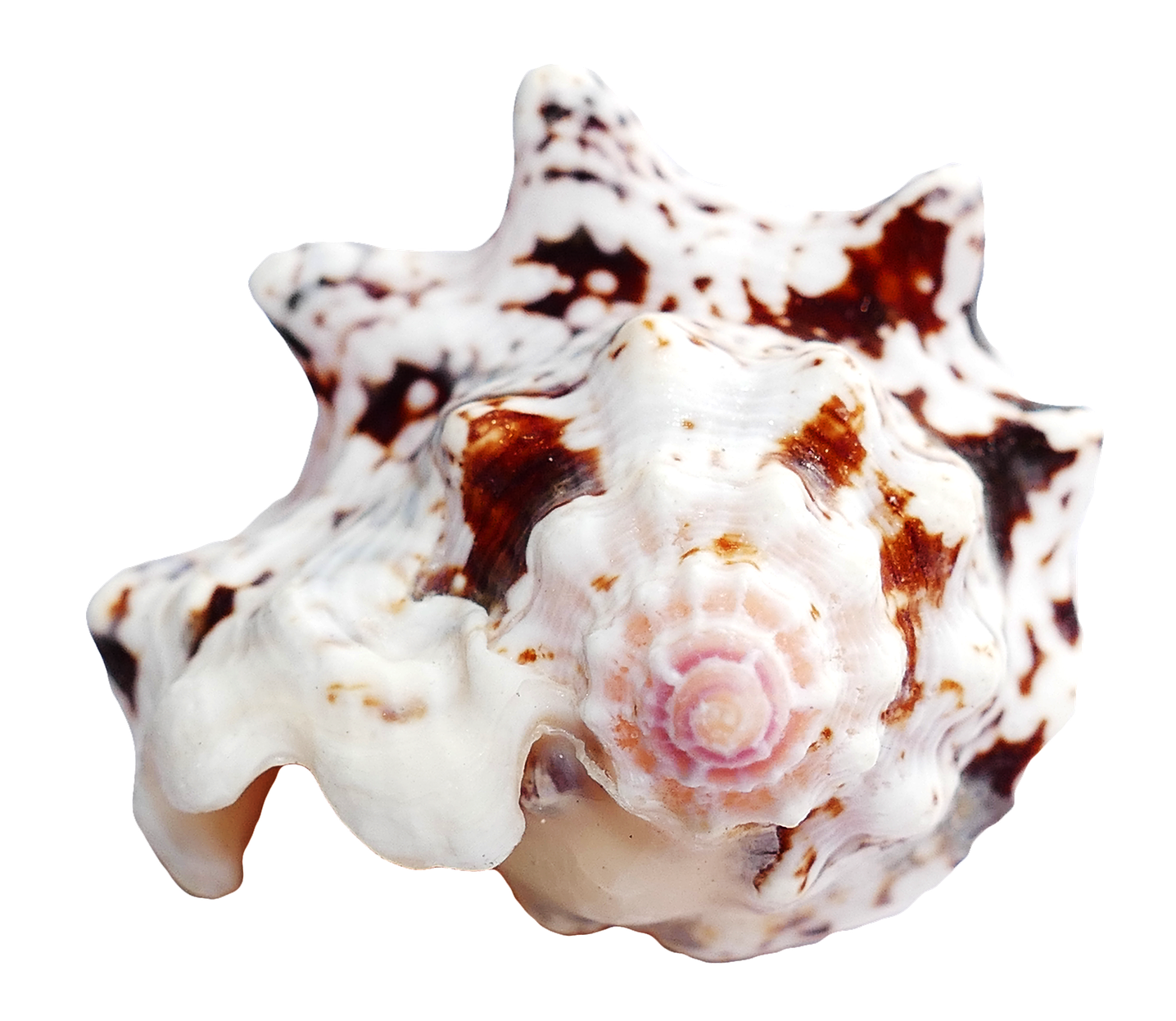 Spotted Sea Shell