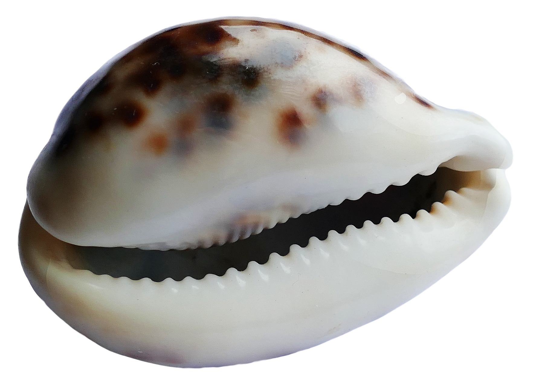 Spotted Sea Shell With Teeth Like Opening