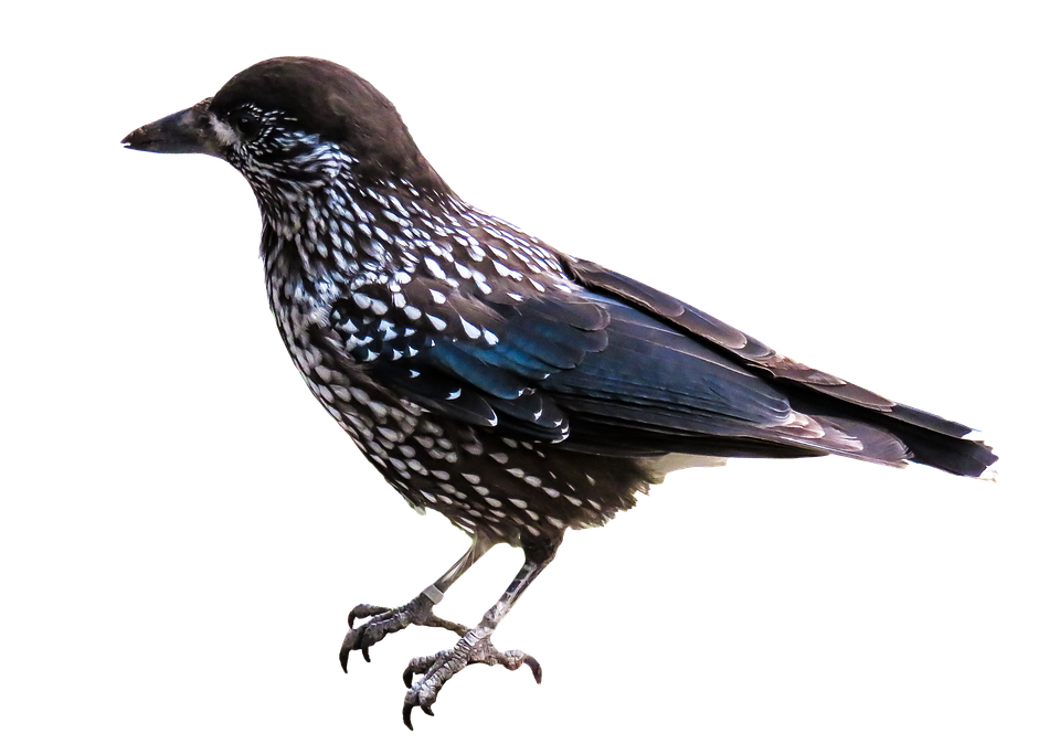 Spotted Starling Profile