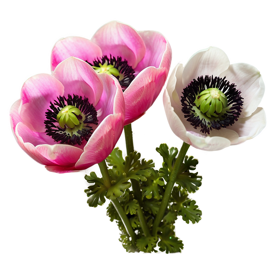 Spring Anemone Bloom Png 06272024