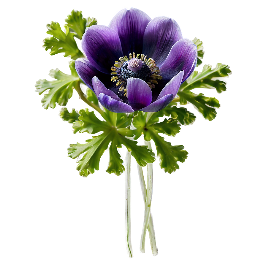 Spring Anemone Bloom Png 24