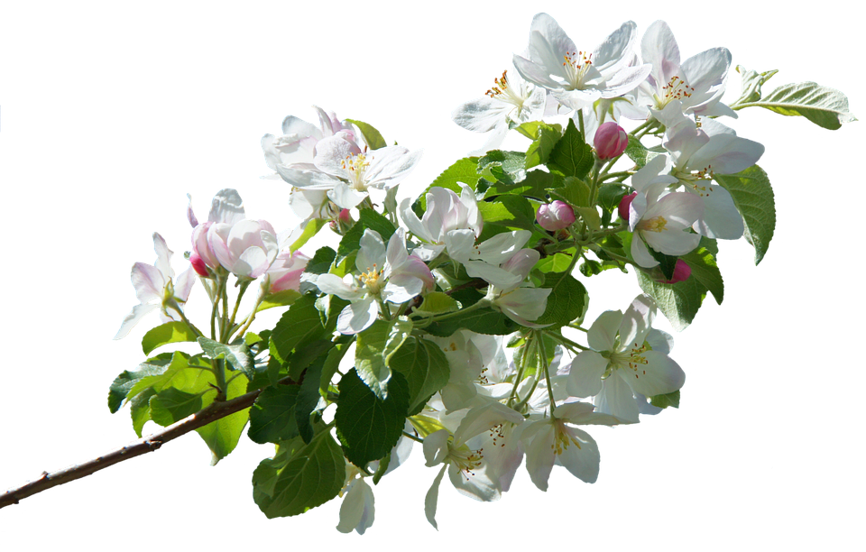 Spring Apple Blossom Branch