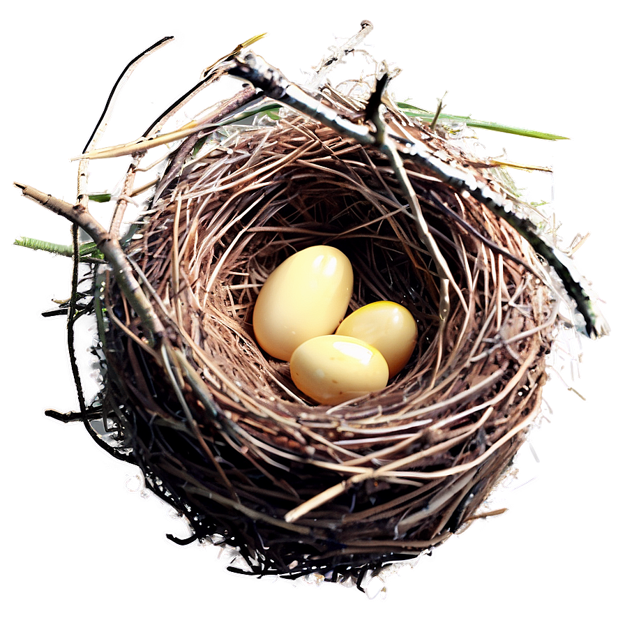 Spring Bird Nest Png 84