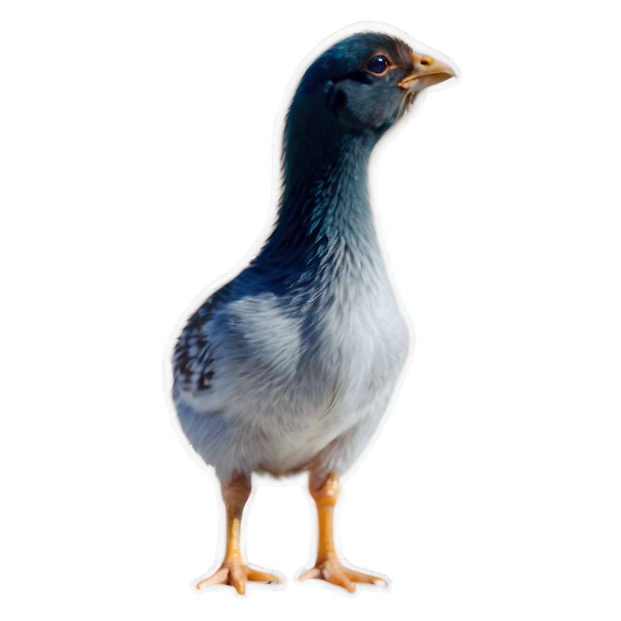 Spring Chick Png Vkm75