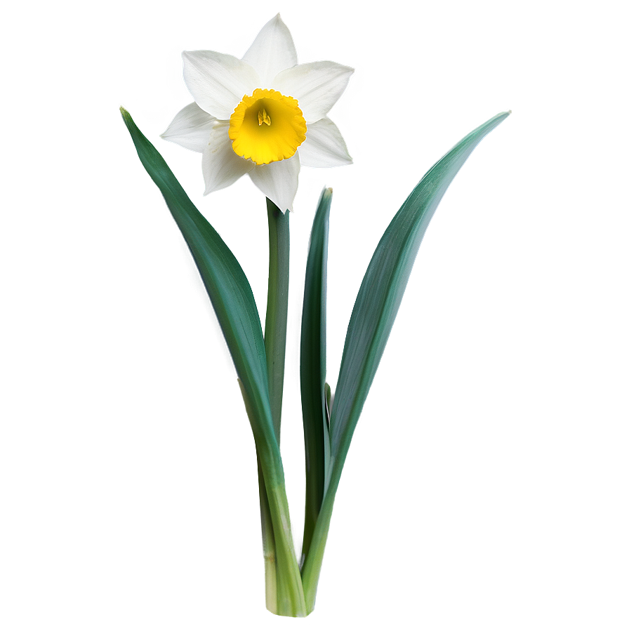 Spring Daffodil Bloom Png Brp58